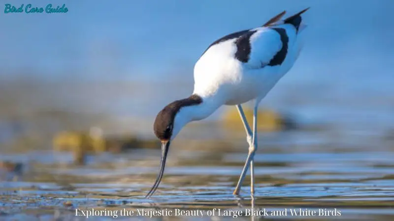 Exploring the Majestic Beauty of Large Black and White Birds ​