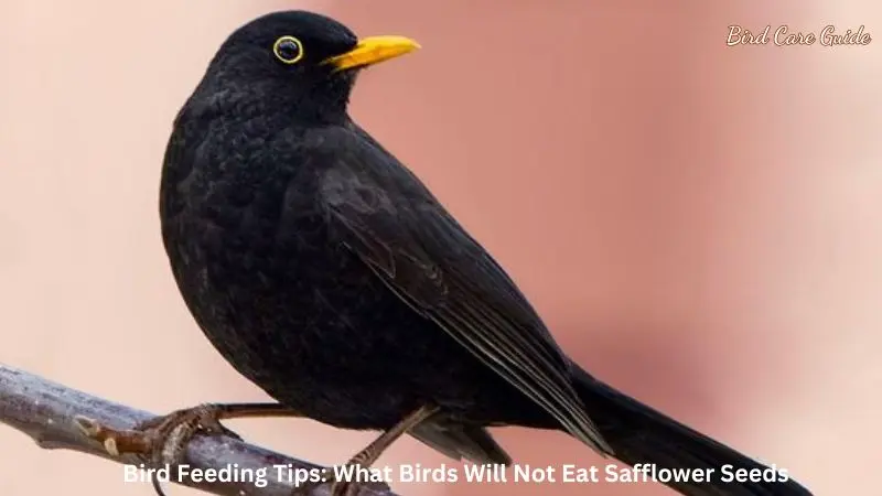 Bird Feeding Tips: What Birds Will Not Eat Safflower Seeds