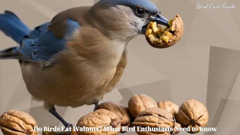 Do Birds Eat Walnuts? What Bird Enthusiasts Need to Know