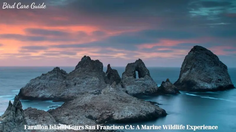 Farallon Island Tours San Francisco CA: A Marine Wildlife Experience