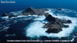 Farallon Island Tours San Francisco CA: A Marine Wildlife Experience