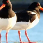 Exploring the Majestic Beauty of Large Black and White Birds ​