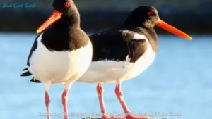 Exploring the Majestic Beauty of Large Black and White Birds ​