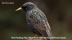 Bird Feeding Tips: What Birds Will Not Eat Safflower Seeds