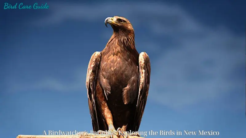 A Birdwatcher’s Paradise: Exploring the Birds in New Mexico