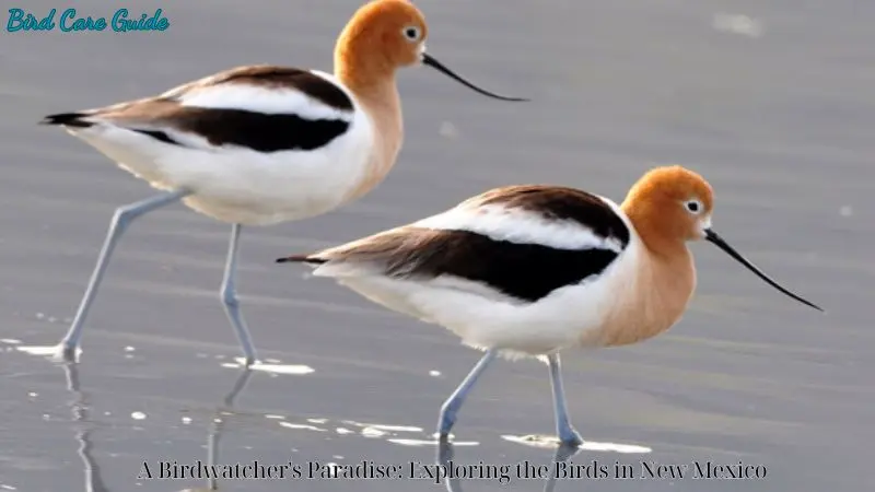 A Birdwatcher's Paradise: Exploring the Birds in New MexicoA Birdwatcher's Paradise: Exploring the Birds in New Mexico