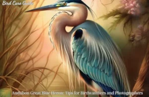 Audubon Great Blue Heron: Tips for Birdwatchers and Photographers