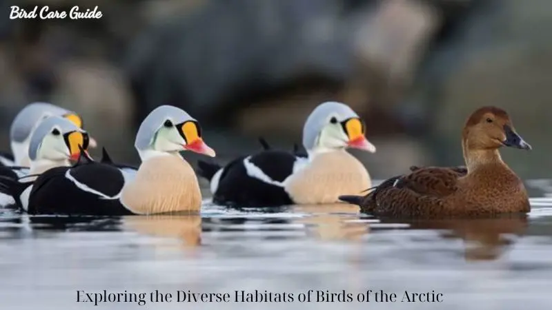 Exploring the Diverse Habitats of Birds of the Arctic