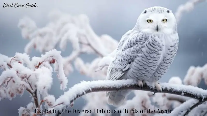 Exploring the Diverse Habitats of Birds of the Arctic