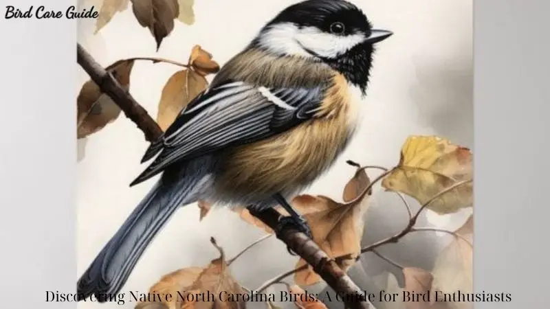 Discovering Native North Carolina Birds: A Guide for Bird Enthusiasts