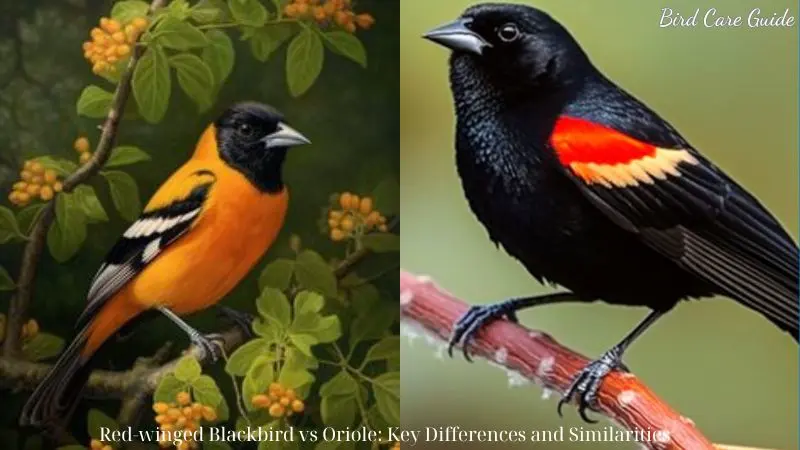 Red-winged Blackbird vs Oriole: Key Differences and Similarities