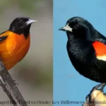 Red-winged Blackbird vs Oriole: Key Differences and Similarities