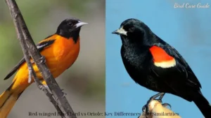 Red-winged Blackbird vs Oriole: Key Differences and Similarities