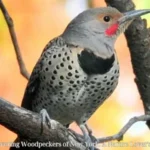 Discovering Woodpeckers of New York: A Nature Lover's Guide