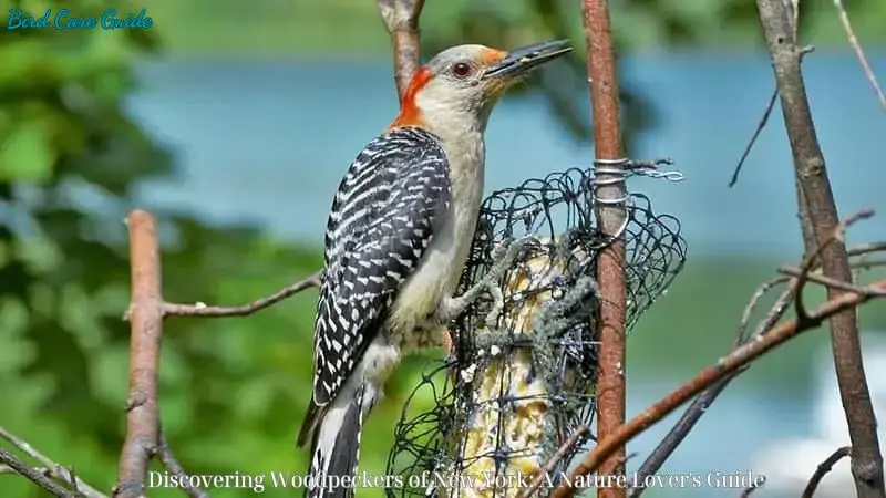 Discovering Woodpeckers of New York: A Nature Lover's Guide