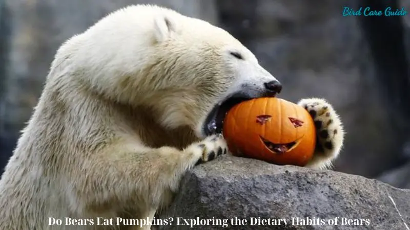 Do Bears Eat Pumpkins? Exploring the Dietary Habits of Bears