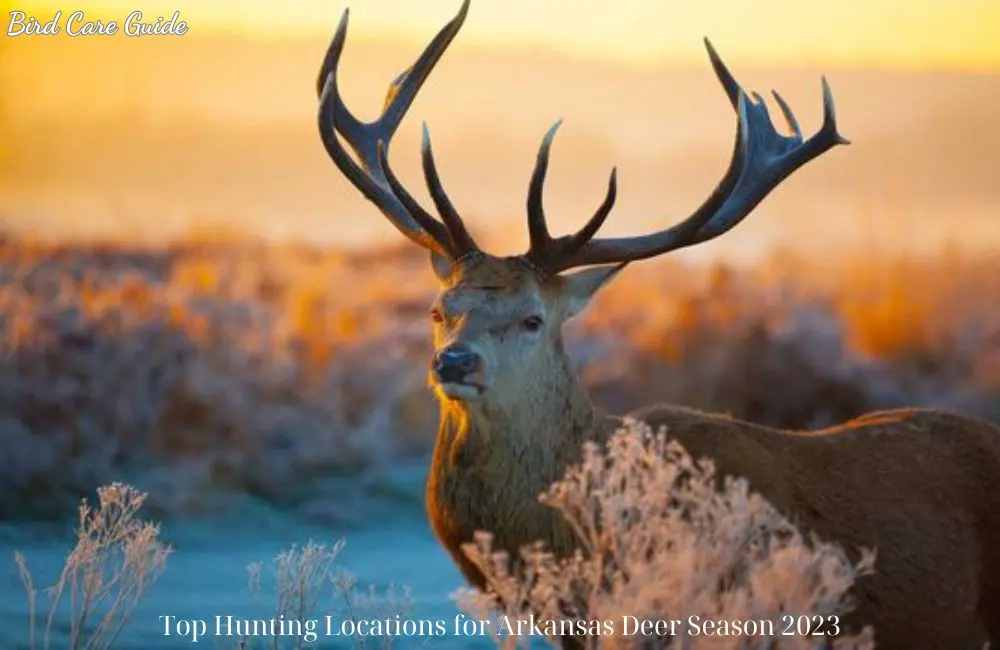 Top Hunting Locations for Arkansas Deer Season 2023