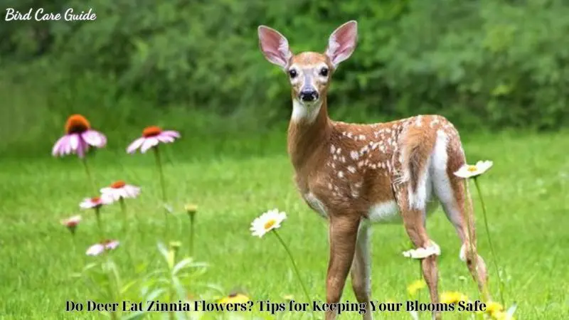 Do Deer Eat Zinnia Flowers? Tips for Keeping Your Blooms Safe