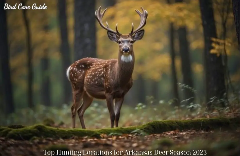 Top Hunting Locations for Arkansas Deer Season 2023