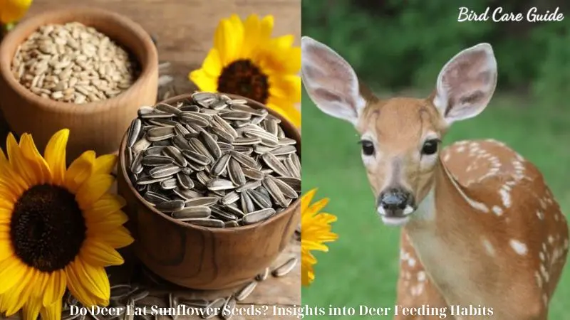 Do Deer Eat Sunflower Seeds? Insights into Deer Feeding Habits