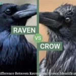 The Difference Between Ravens and Crows: Identification Tips