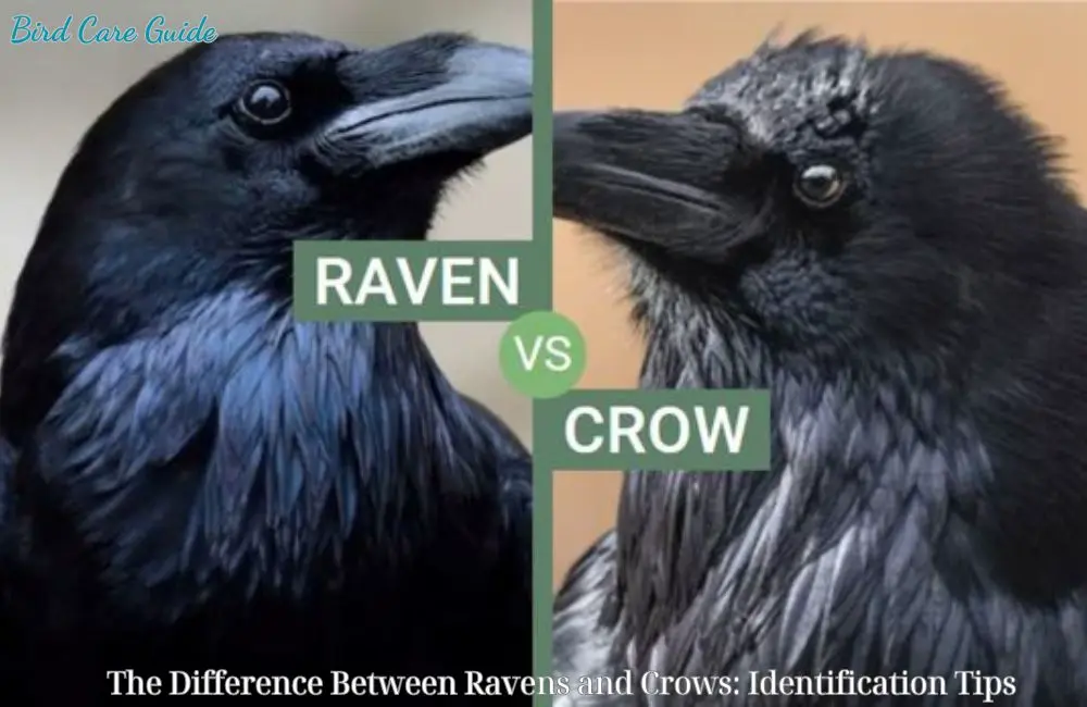 The Difference Between Ravens and Crows: Identification Tips