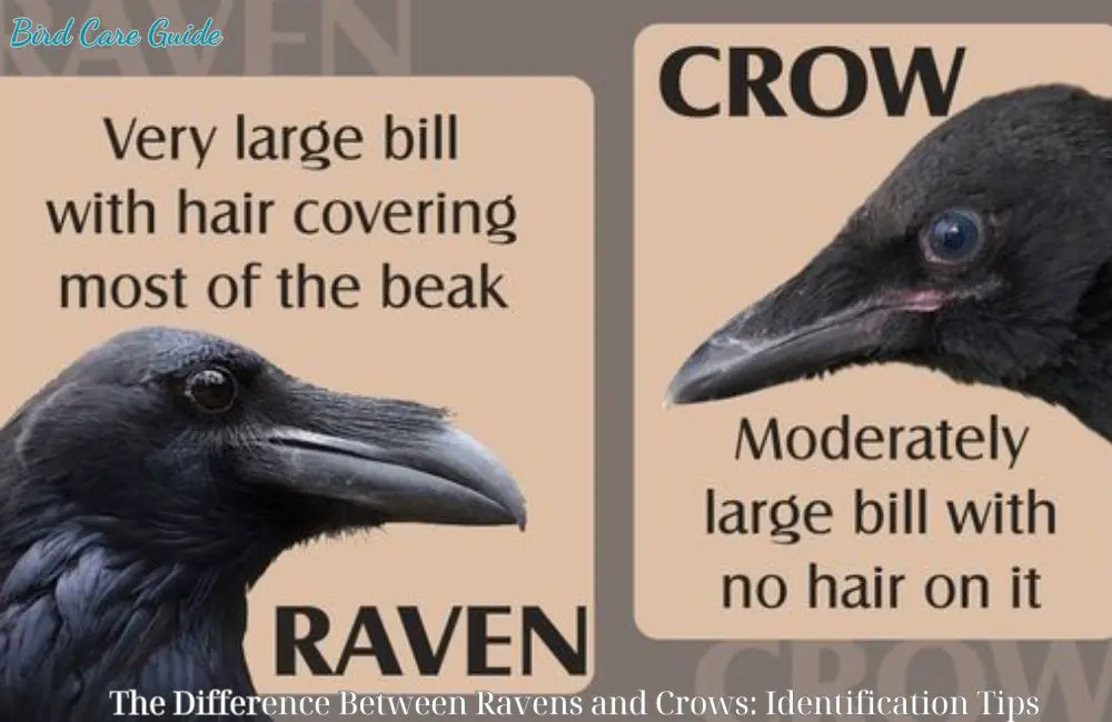 The Difference Between Ravens and Crows: Identification Tips