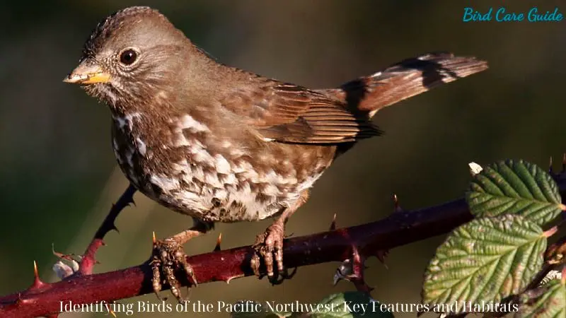 Identifying Birds of the Pacific Northwest: Key Features and Habitats