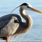 Identifying Birds of the Pacific Northwest: Key Features and Habitats