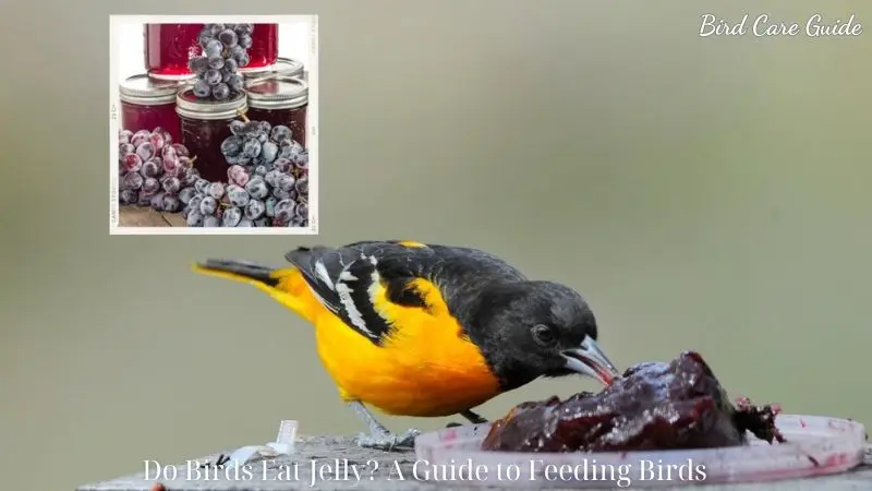 Do Birds Eat Jelly? A Guide to Feeding Birds