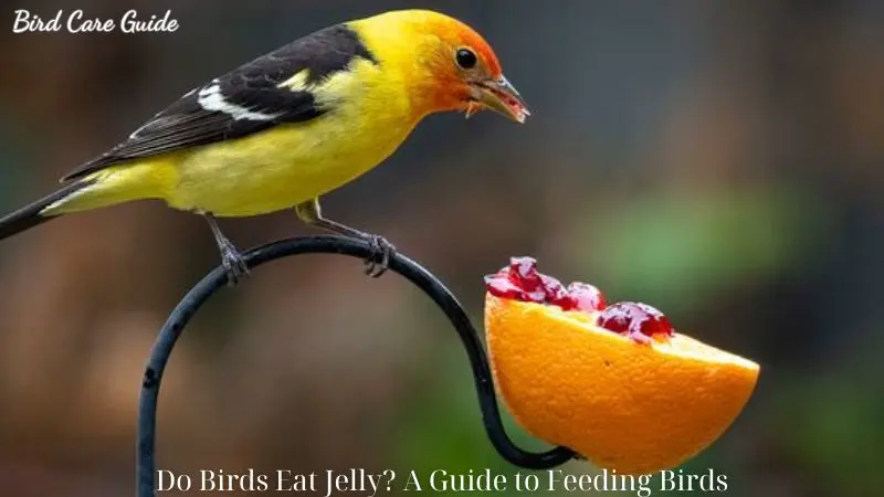 Do Birds Eat Jelly? A Guide to Feeding Birds