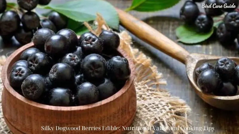 Silky Dogwood Berries Edible: Nutritional Value and Cooking Tips