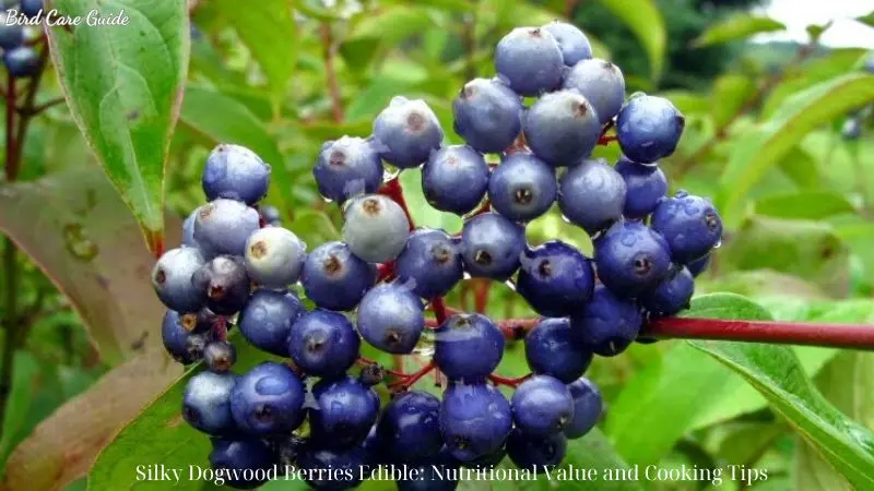 Silky Dogwood Berries Edible: Nutritional Value and Cooking Tips