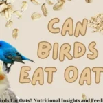 Can Birds Eat Oats? Nutritional Insights and Feeding Tips