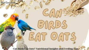 Can Birds Eat Oats? Nutritional Insights and Feeding Tips