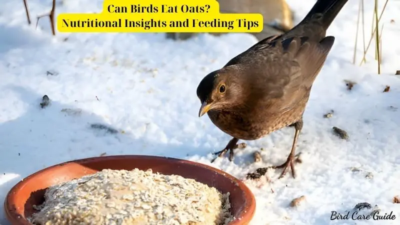 Can Birds Eat Oats? Nutritional Insights and Feeding Tips